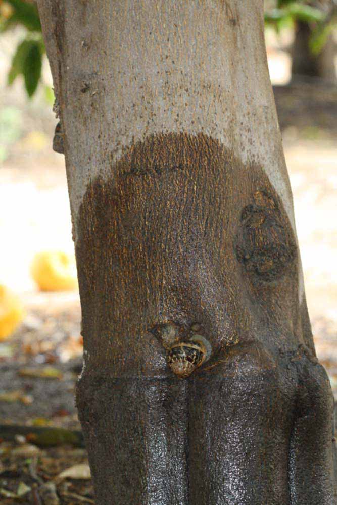            Bark (Riverside, CA)   